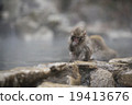 一隻猴子 19413676