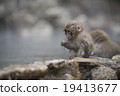 一隻猴子 19413677