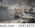 一隻猴子 19413678