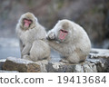 一隻猴子 19413684