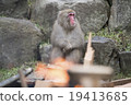 一隻猴子 19413685