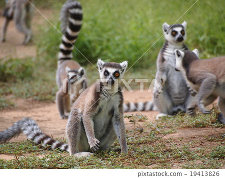 Wolvernjal Madagascar 19413826