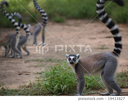 Wolvernjal Madagascar Wolvernjal Madagascar 19413827