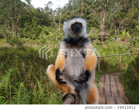 Monkey Madagascar 19413912