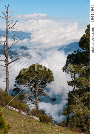 Huge Tree on Tajamulco and Big Clumps of Clouds Huge Tree on Tajamulco and Big Clumps of Clouds 19413945