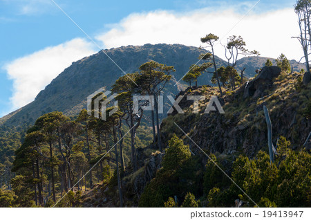 Very Tall and Skinny Trees on slope of biggest 19413947