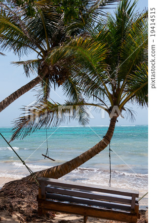 Wooden Bench Swing next to a palm tree in front of 19414515