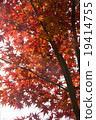 Autumn leaves in December 19414755