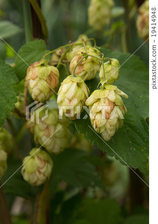 Green hops 19414948