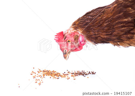 Chicken eating Chicken eating 19415107