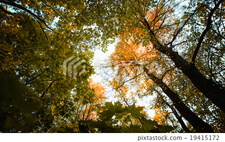 Autumn leaves forest background Autumn leaves forest background 19415172