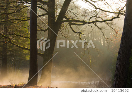 Forest sun rays on a autumn morning 19415692