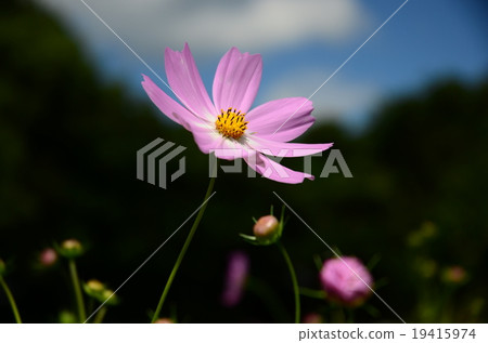 Cosmos 19415974