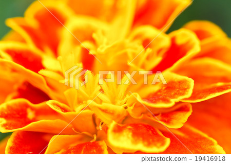 marigold flower 19416918