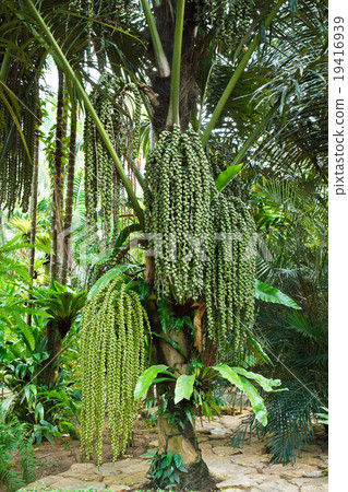 图库照片: ripe betel nut or are-ca nut palm on tree