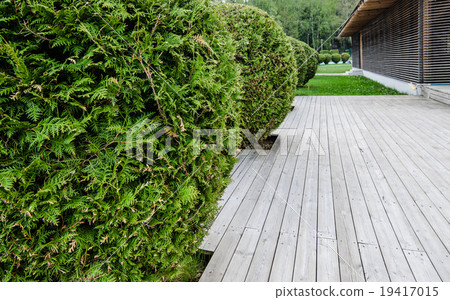 Wooden terrace and Thuja, close-up 19417015