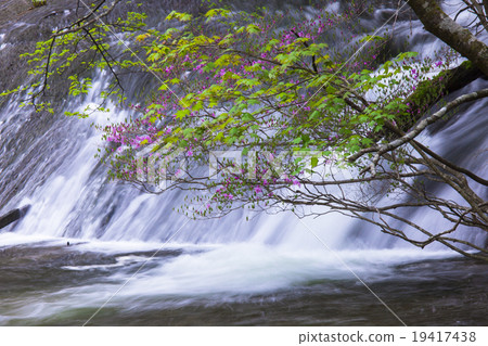 Azalea blooming waterfall 19417438