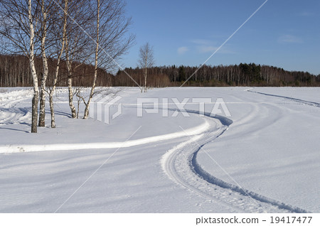Birch trees and snow field on village outskirts 19417477