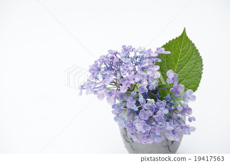 繡球花的繡球花 19417563