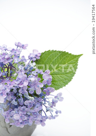 Hydrangea of hydrangea Hydrangea of hydrangea 19417564