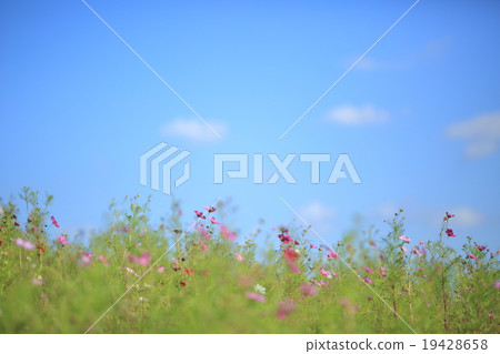 Washigamine Cosmos Park 19428658