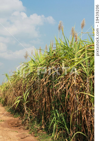 Sugar cane field with blue sky, Thailand Sugar cane field with blue sky, Thailand 19439206