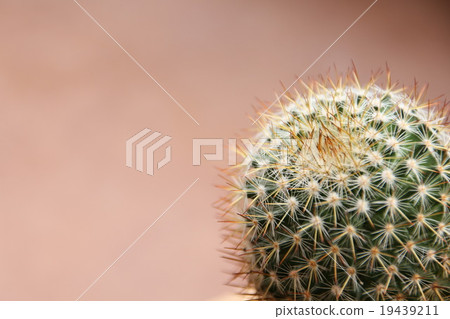 Mammillaria cactus Mammillaria cactus 19439211