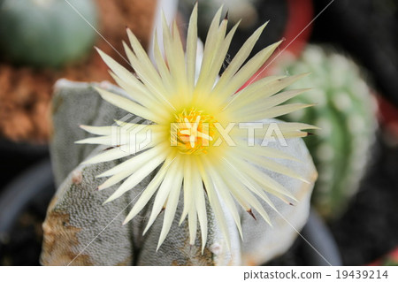 Flower of Star Cactus (Astrophytum Myriostigma) Flower of Star Cactus (Astrophytum Myriostigma) 19439214