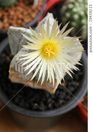 Flower of Star Cactus (Astrophytum Myriostigma) Flower of Star Cactus (Astrophytum Myriostigma) 19439215