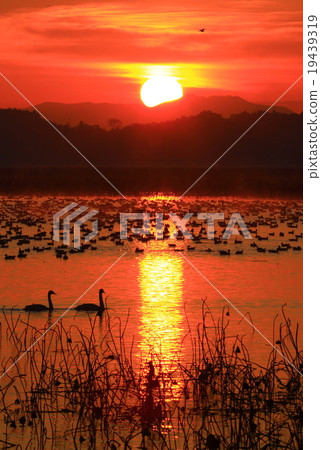 Morning of Izu-numa, Kurihara-shi, Miyagi prefecture Morning of Izu-numa, Kurihara-shi, Miyagi prefecture 19439319