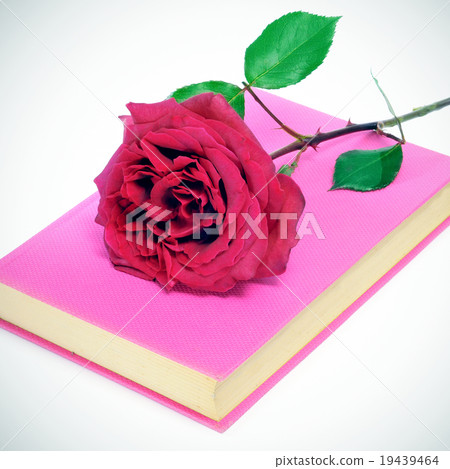 red rose and a pink book 19439464