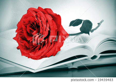 red rose and some books 19439483