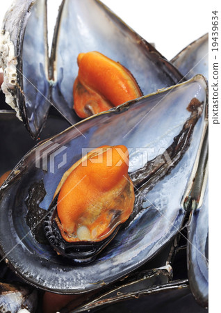 mussels mussels 19439634