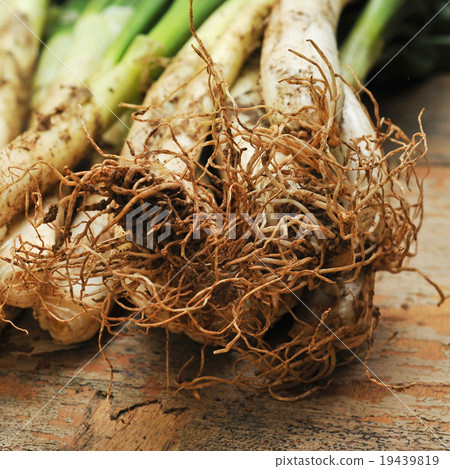 calcots, catalan sweet onions 19439819