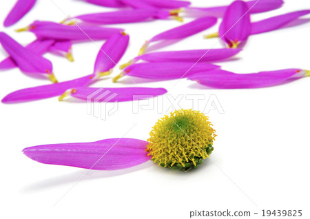 he loves me... he loves me not 19439825