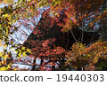 Hirinji, autumn leaves 19440303