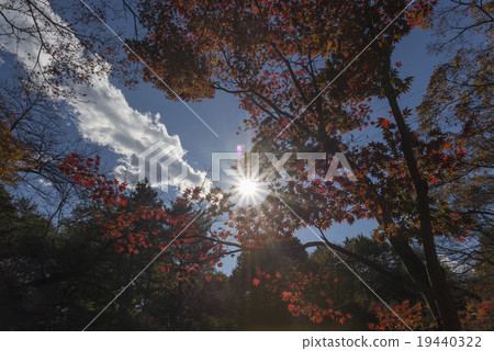 Hirin Temple Autumn leaves Hirin Temple Autumn leaves 19440322