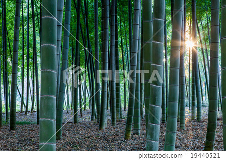 Takebayashi Pikari of Men popularity 19440521