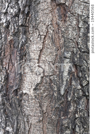 Close up of wood peeling texture Close up of wood peeling texture 19440568