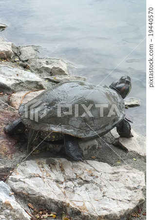Turtle walking on the rock 19440570