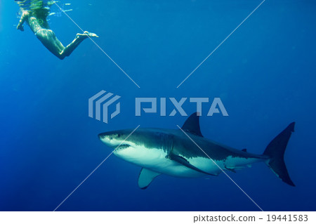 white shark ready to attack snorkelist girl 19441583