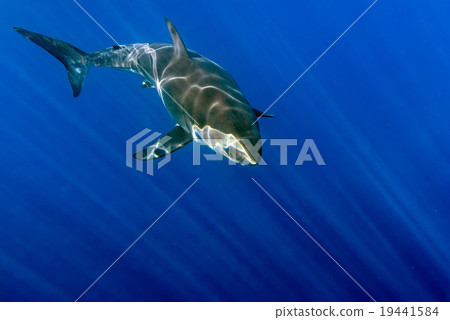 Great White shark ready to attack Great White shark ready to attack 19441584