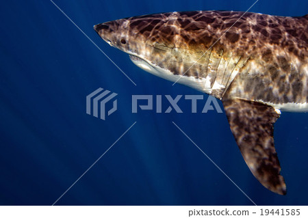 Great White shark ready to attack 19441585