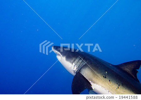 Great White shark ready to attack 19441588