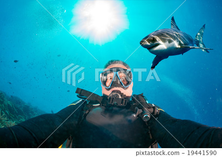 Underwater selfie with white shark ready to attack Underwater selfie with white shark ready to attack 19441590