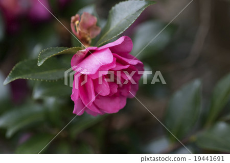 Camellia flower Camellia flower 19441691