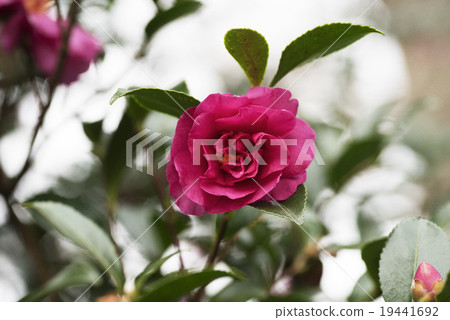 Camellia flower Camellia flower 19441692