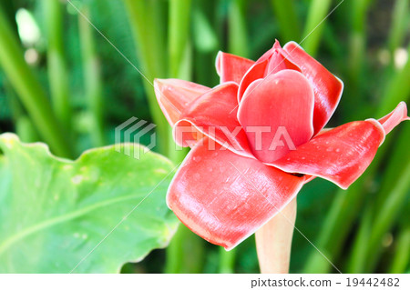 Etlingera elatior Etlingera elatior 19442482
