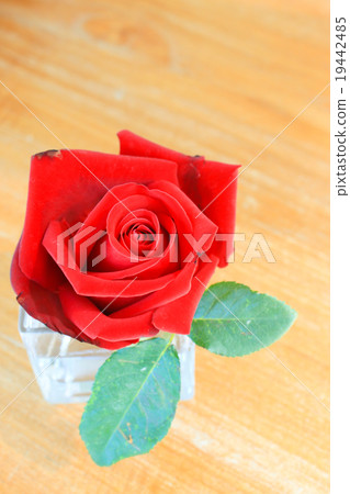 red rose 19442485