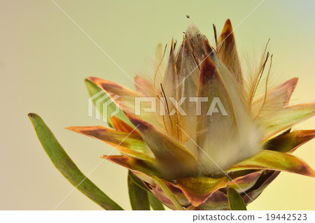 Ruka dendron Pulmosus Ruka dendron Pulmosus 19442523